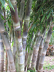 Betung Hitam Black Asper Bamboo (Dendrocalamus asper 'Betung Hitam') at Stonegate Gardens