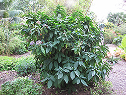 Evergreen Hydrangea (Dichroa versicolor) at A Very Successful Garden Center
