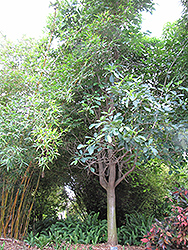 Bedda Nut Tree (Terminalia bellirica) at Stonegate Gardens