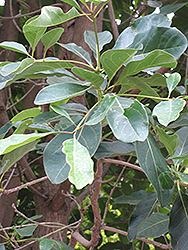 Bedda Nut Tree (Terminalia bellirica) at Stonegate Gardens