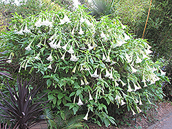 White Angel's Trumpet (Brugmansia x candida) at A Very Successful Garden Center