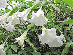 White Angel's Trumpet (Brugmansia x candida) at A Very Successful Garden Center