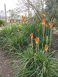 Common Marsh Poker (Kniphofia linearifolia) at A Very Successful Garden Center