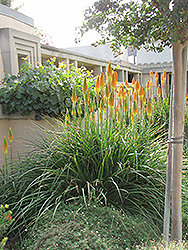 Torchlily (Kniphofia natalensis) at A Very Successful Garden Center