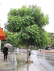 Brazilian Rosewood (Jacaranda mimosifolia) at Lakeshore Garden Centres