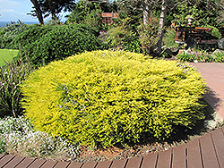 Golden Breath of Heaven (Coleonema pulchellum 'Aurea') at A Very Successful Garden Center