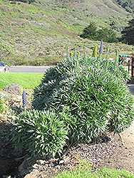 Duxfield Blue Star of Madeira (Echium 'Duxfield Blue') at A Very Successful Garden Center