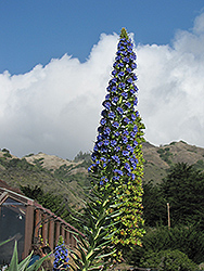 Duxfield Blue Star of Madeira (Echium 'Duxfield Blue') at A Very Successful Garden Center