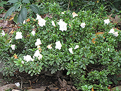 Mrs G.G. Gerbing Azalea (Rhododendron 'Mrs. G.G. Gerbing') at A Very Successful Garden Center
