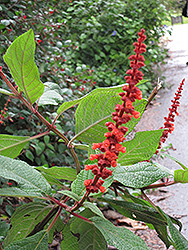 Red Velvet Sage (Salvia confertifolia) at A Very Successful Garden Center
