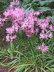 Bowden Cornish Lily (Nerine bowdenii) at Lakeshore Garden Centres