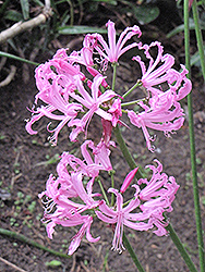 Bowden Cornish Lily (Nerine bowdenii) at Lakeshore Garden Centres