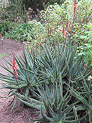 Book Aloe (Aloe suprafoliata) at A Very Successful Garden Center