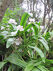 Moore's Crinum Lily (Crinum moorei) at Lakeshore Garden Centres