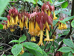 Golden Fuchsia (Deppea splendens) at Stonegate Gardens