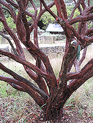 Big Berry Manzanita (Arctostaphylos glauca) at A Very Successful Garden Center