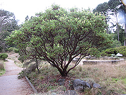 Big Berry Manzanita (Arctostaphylos glauca) at A Very Successful Garden Center