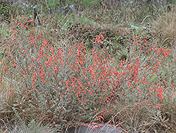 Hurricane Point California Fuchsia (Epilobium canum 'Hurricane Point') at Lakeshore Garden Centres