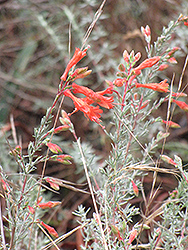 Select Mattole California Fuchsia (Epilobium septentrionalis 'Select Mattole') at Lakeshore Garden Centres