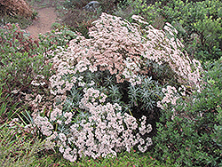 Hybrid St. Catherine's Lace (Eriogonum arborescens x giganteum) at A Very Successful Garden Center