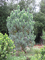 Silver Tree (Leucadendron argenteum) at A Very Successful Garden Center