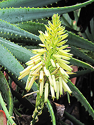 Yellow Torch Aloe (Aloe arborescens 'Lutea') at Stonegate Gardens
