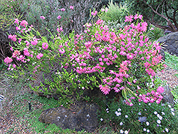 Whorl Heath (Erica verticillata) at Stonegate Gardens
