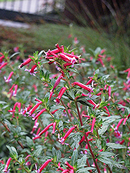 Starfire Pink Firecracker Plant (Cuphea ignea 'Starfire Pink') at A Very Successful Garden Center