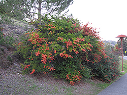Cornubia Cotoneaster (Cotoneaster frigidus 'Cornubia') at Stonegate Gardens