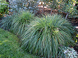 Moudry Fountain Grass (Pennisetum alopecuroides 'Moudry') at Stonegate Gardens
