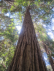 Coast Redwood (Sequoia sempervirens) at A Very Successful Garden Center
