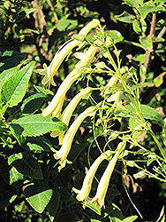 Yellow Trumpet Cape Fuchsia (Phygelius aequalis 'Yellow Trumpet') at A Very Successful Garden Center