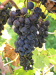 Cabernet Franc Grape (Vitis 'Cabernet Franc') at A Very Successful Garden Center