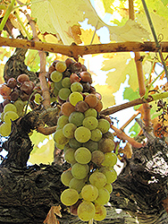Sauvignon Blanc Grape (Vitis 'Sauvignon Blanc') at Stonegate Gardens