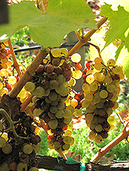 French Colombard Grape (Vitis 'French Colombard') at A Very Successful Garden Center