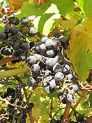 Grenache Grape (Vitis 'Grenache') at Lakeshore Garden Centres