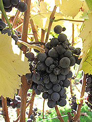 Mourvedre Grape (Vitis 'Mourvedre') at A Very Successful Garden Center