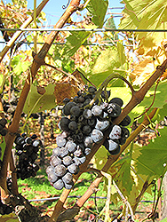 Sangiovese Grape (Vitis 'Sangiovese') at A Very Successful Garden Center