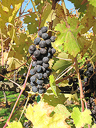 Cabernet Sauvignon Grape (Vitis 'Cabernet Sauvignon') at A Very Successful Garden Center
