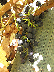 Syrah Grape (Vitis 'Syrah') at Lakeshore Garden Centres