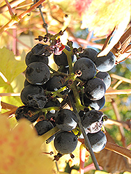 Charbono Grape (Vitis 'Charbono') at A Very Successful Garden Center