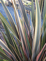 Rainbow Sunrise New Zealand Flax (Phormium tenax 'Rainbow Sunrise') at Lakeshore Garden Centres