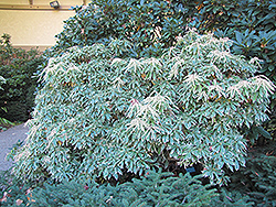 Variegated Japanese Pieris (Pieris japonica 'Variegata') at A Very Successful Garden Center