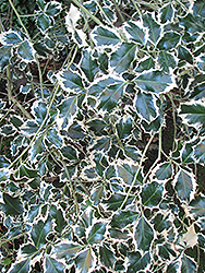 Variegated English Holly (Ilex aquifolium 'Variegata') at Stonegate Gardens