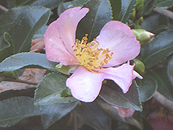 Long Island Pink Camellia (Camellia 'Long Island Pink') at Stonegate Gardens