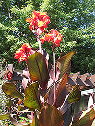 Wintzer's Colossal Canna (Canna 'Wintzer's Colossal') at Lakeshore Garden Centres