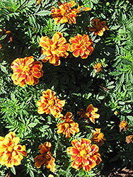 Disco Queen Marigold (Tagetes patula 'Disco Queen') at A Very Successful Garden Center