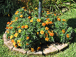 Disco Queen Marigold (Tagetes patula 'Disco Queen') at A Very Successful Garden Center