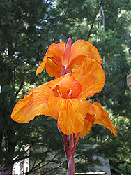 Kevin's Glow Canna (Canna 'Kevin's Glow') at A Very Successful Garden Center