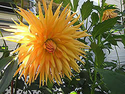 Gold Crown Dahlia (Dahlia 'Gold Crown') at A Very Successful Garden Center